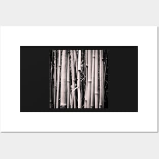 Black & White Bamboo Forest Pillow Posters and Art